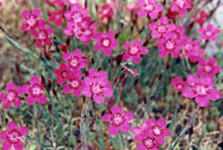 Dianthus myrtinervius